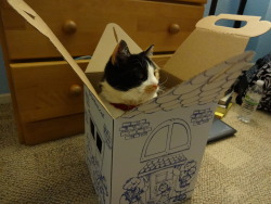 kittyaroo:  Ally loves my Build a Bear box.