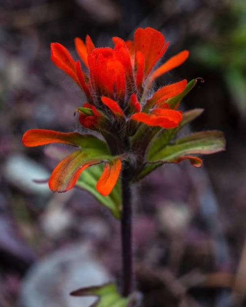 glaciernps:Indian PaintbrushHave you seen this flower on a trip in Glacier?The genus Castilleja, als