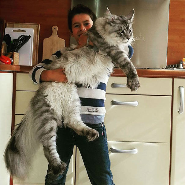 kittehkats:  My Cat Can Kick Your Dog’s Ass!   Seriously.  Amazing Maine Coon