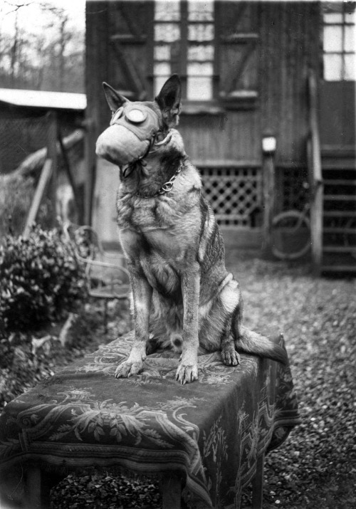 morbidology:A Red Cross dog wearing a gas mask, WWI. Dogs played an important role in WWI, They were