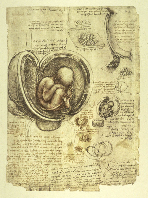fuckyeahrenaissanceart: Anatomical Study (Embryo in the Womb) ~Leonardo da Vinci  c. 1510 