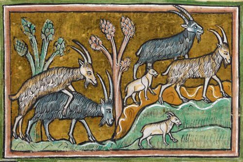 discardingimages:  goats ‘the Rochester Bestiary’, England 13th century British Library, Royal 12 F 