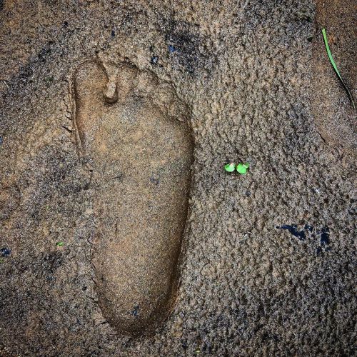 Bigfoot? #Bigfoot #MarionNC (at Morgan Creek) https://www.instagram.com/p/B_niW3ZlUET/?igshid=sggd