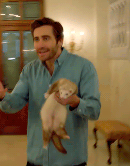 chandlerbing:Jake Gyllenhaal as a furious ferret enthusiast