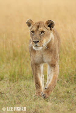 llbwwb:  Mara Lioness by Lee Fisher.