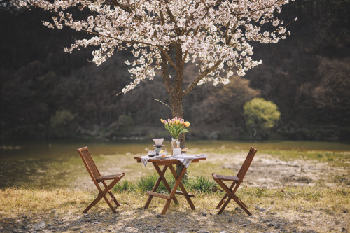 2022-04-02Spring, Cherry Blossom PicnicCanon EOS R6 + RF50mm f1.8 STMInstagram  |  hwantastic79vivid