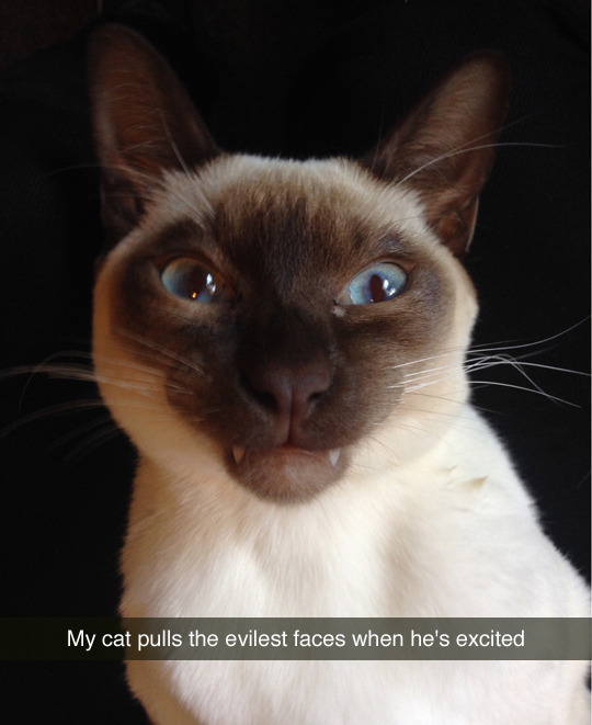 tastefullyoffensive:  [swampalicious]