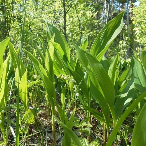 Lilies Of The Valley Congratulate On The Beginning Of May