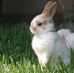 adorable-bunnies:  ❤️