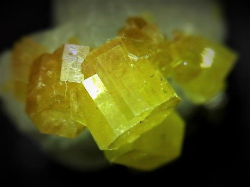 emeraldcityminerals:Stubby yellow micro crystals of pyromorphite (Pb5(PO4)3Cl). From Yangshuo Mine, 