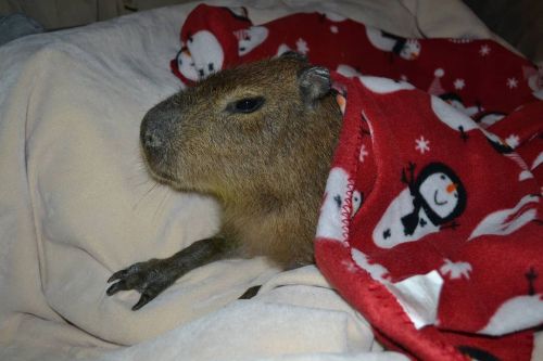 Hup #capybara #capibara #capivara #capybarasofinstagram #carpincho https://www.instagram.com/p/CJR