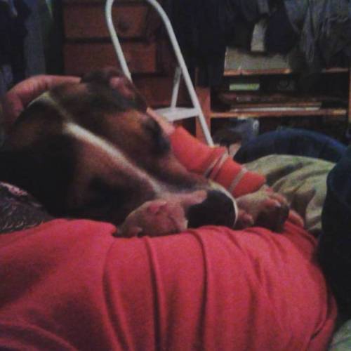 #Beagle #pitbull #beagledaily #pitbullsofhalifax #beaglesofinstagram #pitbullsofinstagram