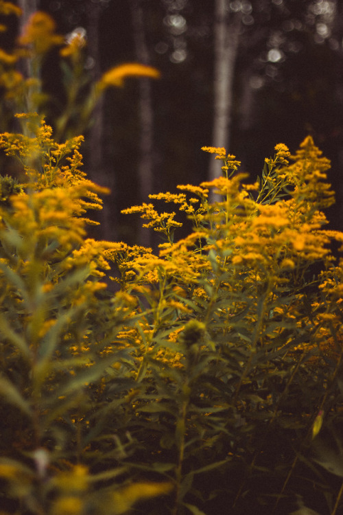 rabbitinthemeadow:A soft September wind rolls through the meadowAs crimson spangled boughs shudder w