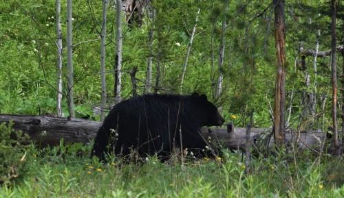 Sumbluespruce: Black Bear On The Prowl 6-20-2020 
