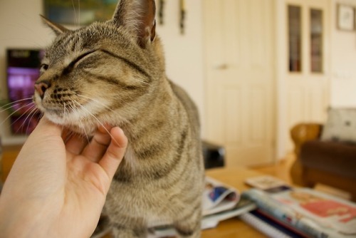 Sunday Cuddles