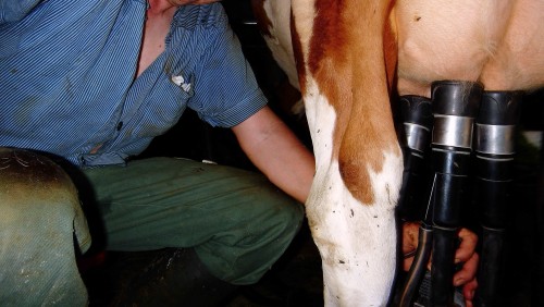 cowboyz: #milking #traire #melken #trayeur #Melker #Bauer #paysan #dairy #farmer 