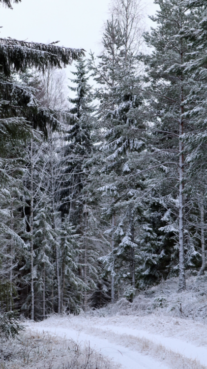 winter forest