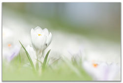 me-lapislazuli:  Crocus with fly | by paulaloonen | http://ift.tt/1WBQP4y 