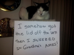 spyderqueen:  dansbunk:  handbuiltbyrob0ts:  [x]  aRE YOU KIDDING YOU MISSED THE BEST ONE   I love Cat Shaming attempts because it’s always clear from their expressions they a) give zero fucks what you think and b) totally intend to reoffend.   Cats