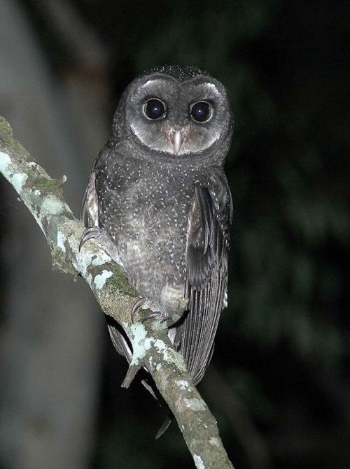 ainawgsd: Tyto tenebricosa, the greater sooty owl, is a medium to large owl found in south-eastern A