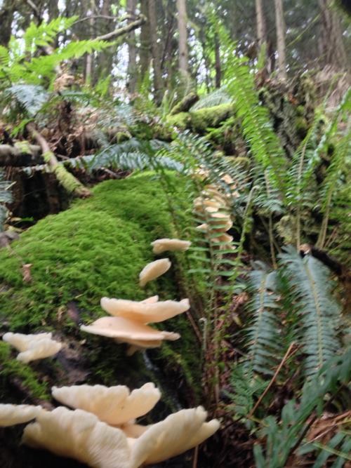 pastoriagym:  My friend Jordan and I went scavenging today! No bones sadly but I saw a lot of mushrooms 