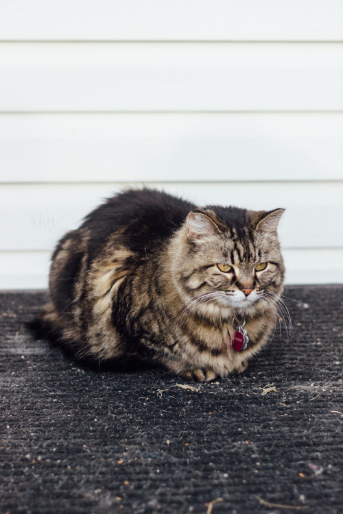 This is her happy face. (tumblr | instagram | society6)