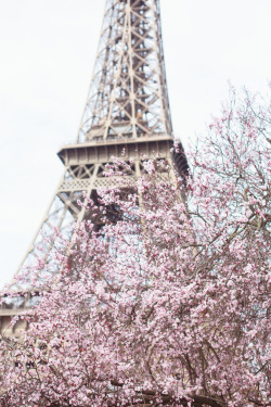 Floralls:cherry Blossoms In Paris (By Paris In Four Months) 