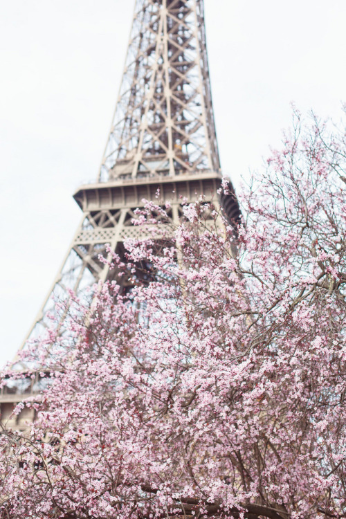 floralls:Cherry blossoms in Paris (by Paris porn pictures