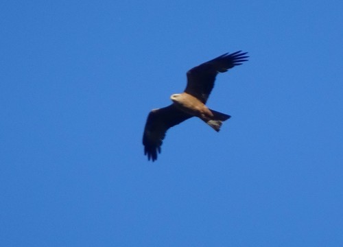 Une série sur les aigles, buses et autres grands rapaces diurnes&hellip; Là, ils sont en liberté !- 