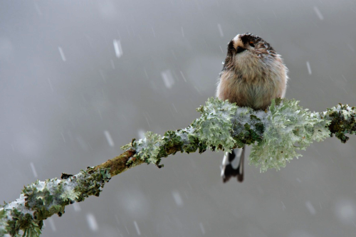 nubbsgalore:  photos by mike segar, tom preddy, richard bowler, aubrey meffray, cheryl baxter, nikographer, richard austin and david duprey. click pic for birds. (more animals in winter) 