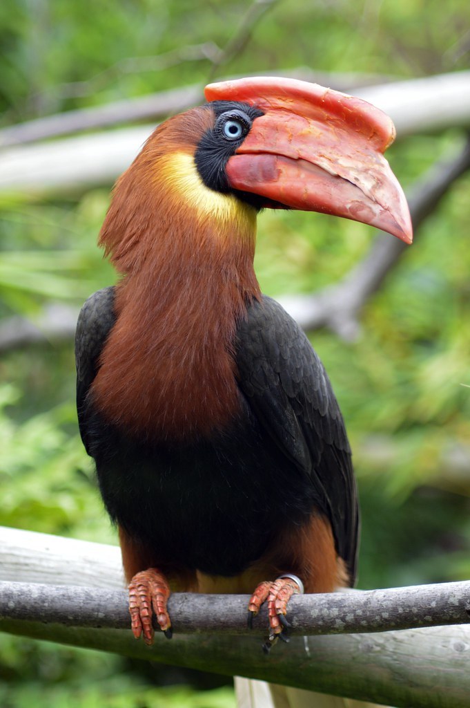 Rufous Hornbill
Buceros hydrocorax
Source: Here