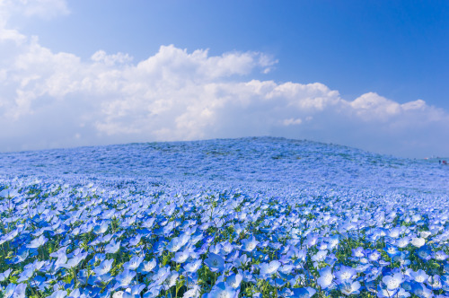  sushinfood:  jedavu:  A Sea of 4.5 Million Baby Blue Eye Flowers in Japan’s Hitachi Seaside Park   i want to go there  