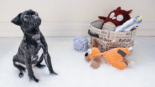 lifting-yogi:  Don’t even care that it was an ad. PUPPPPPYYYY