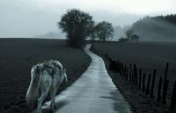 my-reflect1on:  Lone Wolf 