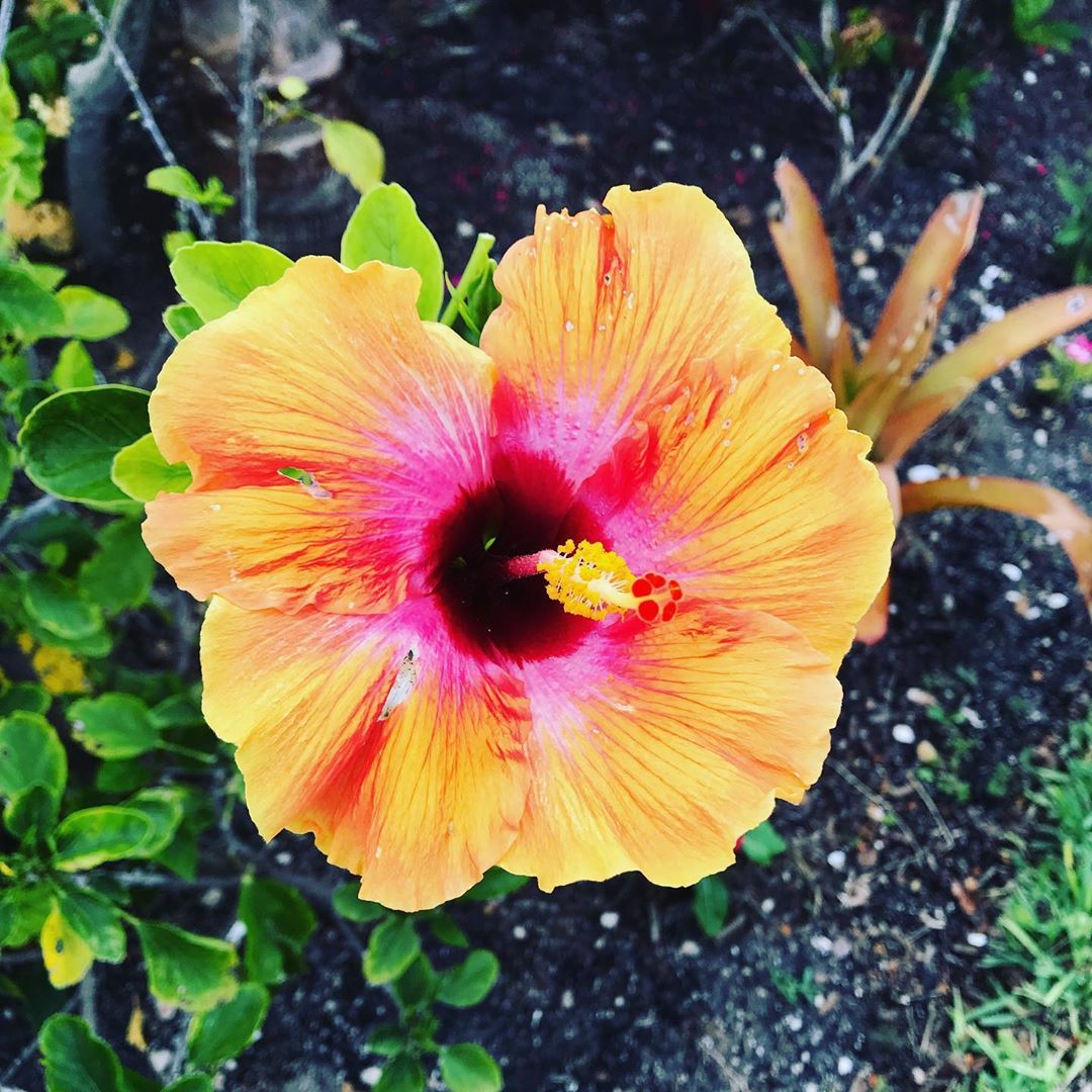 My fave 🌸    #flowers #pretty #florida #stpete #allthecolors #nature #happy #hibiscus