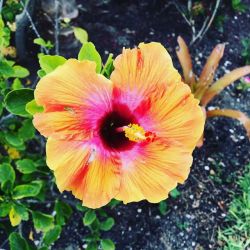 My fave 🌸    #flowers #pretty #florida #stpete #allthecolors #nature #happy #hibiscus #leighbeetravel  (at Treasure Island, Florida) https://www.instagram.com/problemsolver_revolver/p/BxI0JHbguF6/?utm_source=ig_tumblr_share&amp;igshid=18vqzqm5h8nkx