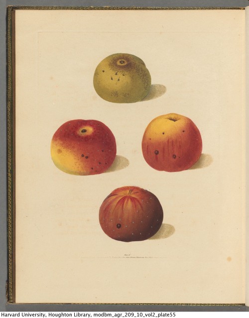Brookshaw, George, 1751-1823. Pomona britannica; or, A collection of the most esteemed fruits at pre