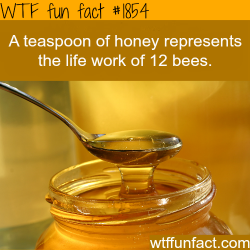 wtf-fun-factss:  A teaspoon of honey - WTF fun facts