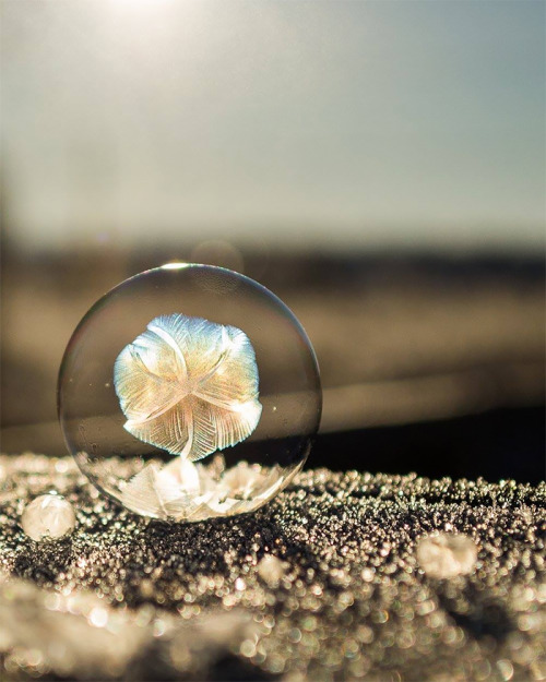 actegratuit:  Frozen Bubbles! Washington-based photographer Angela Kelly captured these breathtaking images of soap bubbles freezing at 15,8°F (-9°C) for her “Life in a bubble” series. 