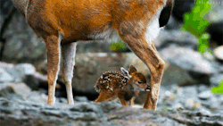 animalgifdaily:  source  look at Bambi