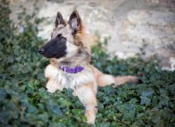 handsomedogs:  Nyx, 6 month old belgian shepherd