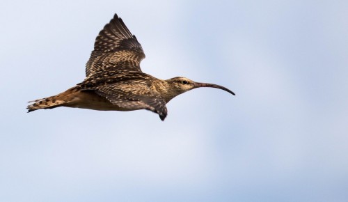 Bristle-thighed Curlew (Numenius tahitiensis) © Mel Senac