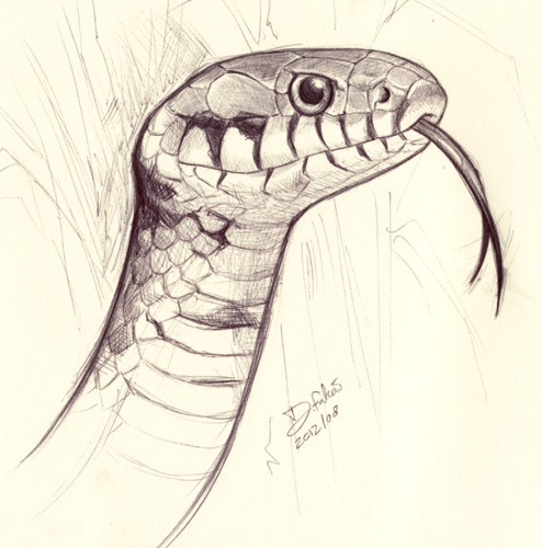 Old pictures done in 2012 I thinkBeen a long time. That snake there was one of my first attempts wit