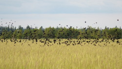 mostlythemarsh:  Red Winged Blackbirds  x