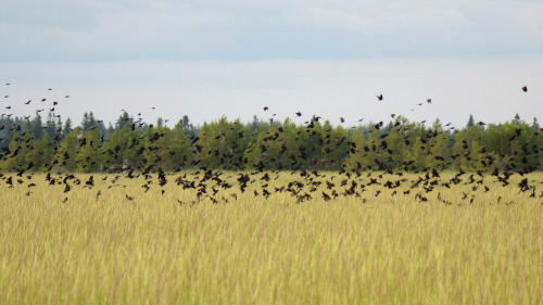 Sex mostlythemarsh:  Red Winged Blackbirds  x pictures