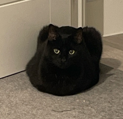 Happy National Black Cat Day! Here Are Some Of The Shapes Mine Makes
