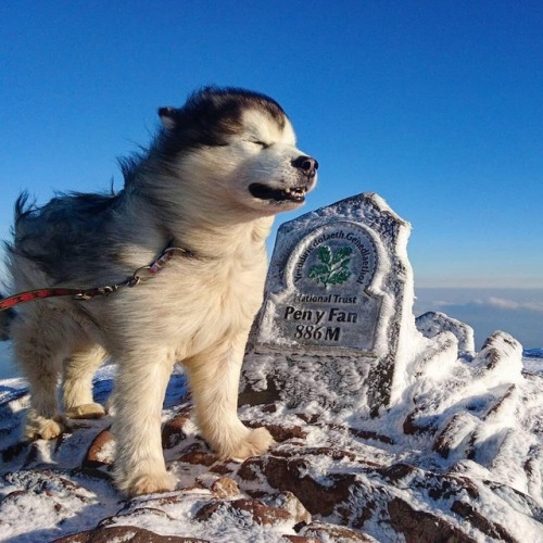 A trek up Pen y Fan is well worth it for the views. Although, it can get a little windy as Marley fo