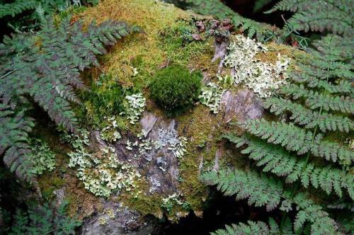 A Tiny Bit of Biodiversity It&rsquo;s been a long road for UNESCO getting the Cape Horn Biospher