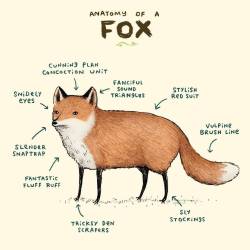 sophiecorrigan:  Anatomy of a Fox   Snidely