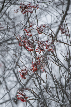 riverwindphotography:  Mountain ash berries in gentle snowfallriverwindphotography, December, 2018